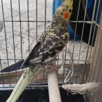 عروس هلندی