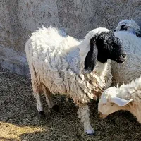 میش دوقلوزاه|حیوانات مزرعه|زاهدان, |دیوار