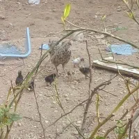 مرغ با جوجه|حیوانات مزرعه|جم, |دیوار