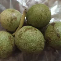 گردو شمال