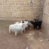 ۷راس بزغاله