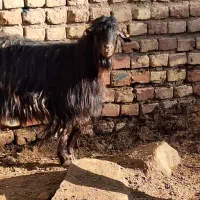 دو میش و بز|حیوانات مزرعه|بیرجند, |دیوار