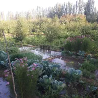 باغ و زمین زراعی در منطقه جاده قطور  خوی|فروش زمین و ملک کلنگی|خوی, |دیوار