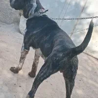 سگ نگهبان|سگ|احمدآبادمستوفی, |دیوار