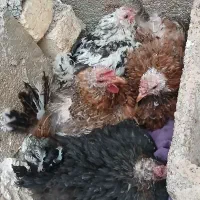 مرغ کرک سپیدان