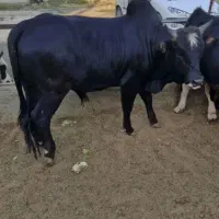 سلاخی .قصاب. قصابی.قربانی .گوسفندو گوساله