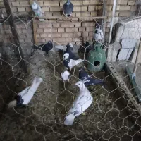 پرنده دوری دوری|پرنده|شوشتر, |دیوار