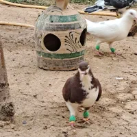خوشرنگ سرخ