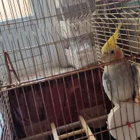 عروس هلندی نر سخنگو با قفس|پرنده|تهران, یاخجی آباد|دیوار