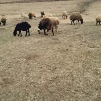 قوچ قزل افشار کله سفید منگوله دار|حیوانات مزرعه|سارال, |دیوار