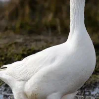 فروش غاز