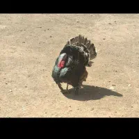 بوقلمون جوان ارزان