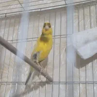قناری یسر جیور|پرنده|محمدشهر, محمدشهر|دیوار