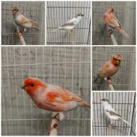 قناری نروماده