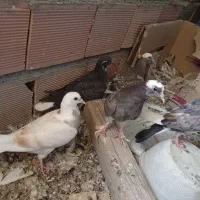 جوجه کفتر شهرستانی عالی