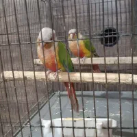 طوطی‌گرینچیک|پرنده|قدس, شهر‌قدس|دیوار