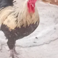 خروس محلی خوش رنگ وهیکلی چهل تاج
