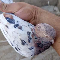 کفترپرشی،سرور،نروماده،جفتی ۱۲۰۰|پرنده|ری, عباسآباد|دیوار