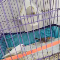 فنچ نر و ماده|پرنده|خرم‌آباد, |دیوار