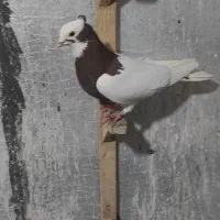 کبوتر یا کفتر