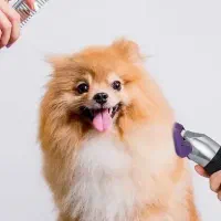 پیرایش پت در محل و در کلینیک