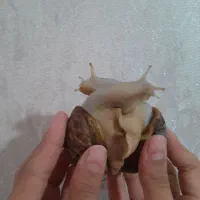 حلزون تخم گذار