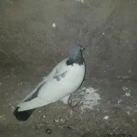 گوباش نرگرفتنی