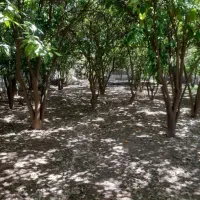 خرید چوب و بریدن درخت حمل شاخ برگ|خدمات باغبانی و درختکاری|شیراز, قصرالدشت|دیوار