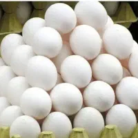 پخش تخم مرغ