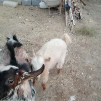 گوسفندگیسه ونری