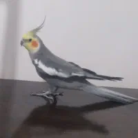 عروس هلندی نر کشیده|حیوانات|خرم‌آباد, |دیوار