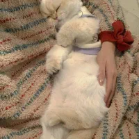 پانسیون خانگی نگهداری گربه