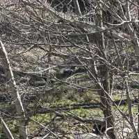 میگون آهنگرک