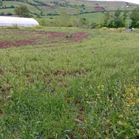 فروش باغ و زمین یک هکتار ی با سند رسمی فروشی|فروش دفتر صنعتی، کشاورزی، تجاری|توتکابن, |دیوار