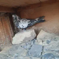 کبوتر گرفتنی