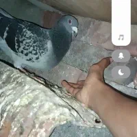 نبهندان مسکن واحد چهار