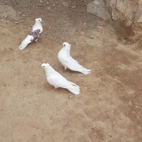 یک جفت سفید کاکولی پشتی ماده وطوقی نر