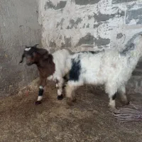 بزغاله|حیوانات مزرعه|اردبیل, |دیوار