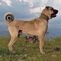 فروش سگ نگهبان کانگال توله سگ دو ماهه کنگال اصل|سگ|تهران, جماران (نیاوران)|دیوار