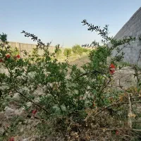 باغ چهاردیواری ۸۰۰ متر دهشاد شهریار نعمت آباد بکه|فروش دفتر صنعتی، کشاورزی، تجاری|شهریار, دهشاد بالا|دیوار