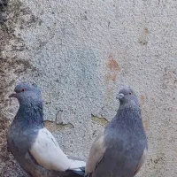 نرماده سینه سبز خوب