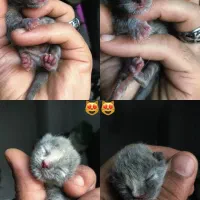 اسکاتیش جفت|گربه|گرگان, |دیوار