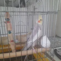 عروس هلندی نر مسته مست