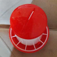 جای دان کبوتر