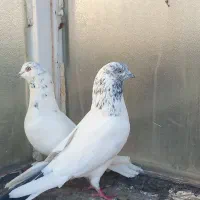 کبوتر سفید کاکلی   پاکستانی. زاغ  قاره کله ماستی