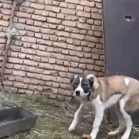 توله|سگ|سیلوانه, |دیوار