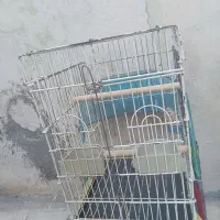 قفس