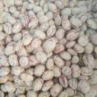 لوبیا چیتی درجه یک بوجاری شده|عمده‌فروشی|درودزن, |دیوار