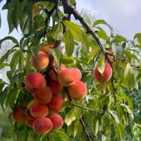 مرغوب ترین نهال ها در غرب نهال|خدمات باغبانی و درختکاری|تالش, هشتپر|دیوار