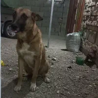 سگ نگهبان